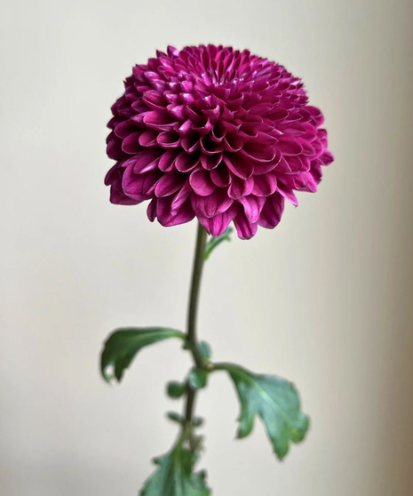 Disbud Mum Purple (1 bunch/5 stems)