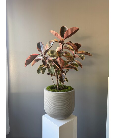 Ruby Ficus Bush