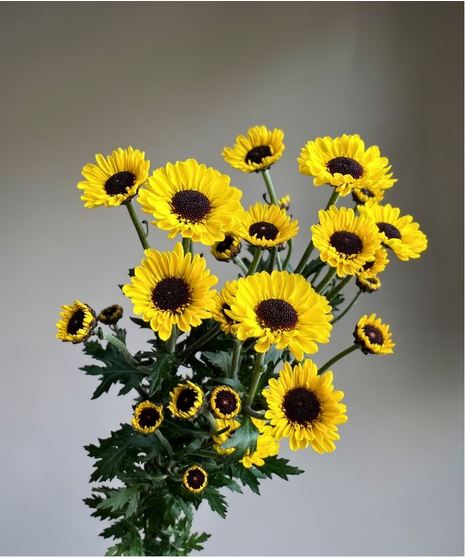 Viking Pom (1 bunch/7 stems)
