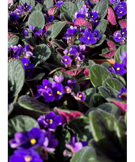 Bulk African Violets (18 count)