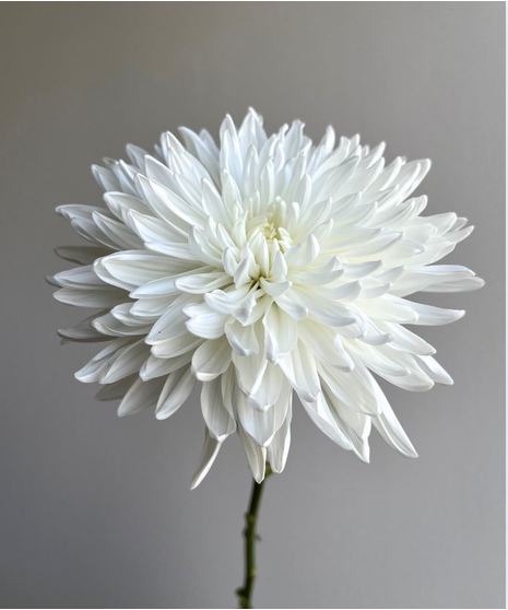 Mum White (1 bunch/10 stems)