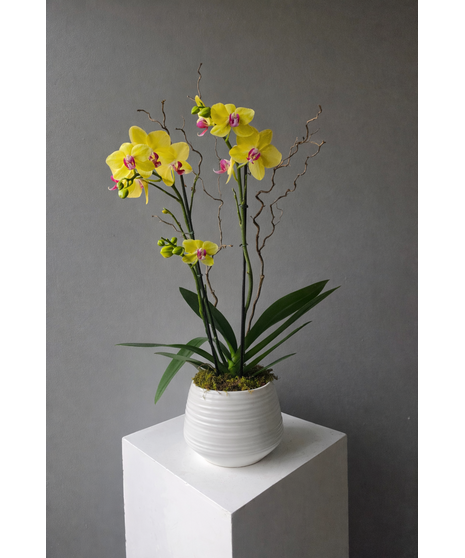 Yellow Orchid Plant