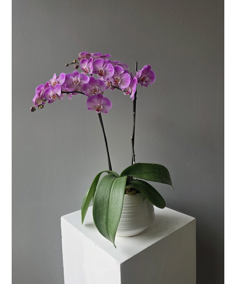Purple Orchid Plant