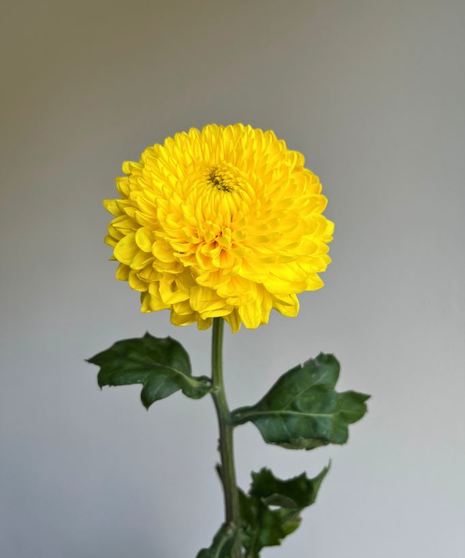 Disbud Mum Yellow (1 bunch/5 stems)