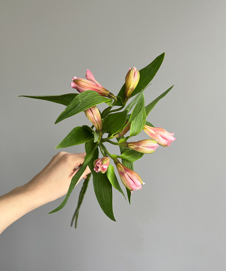 Alstroemeria Pink