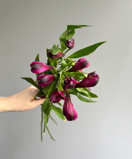 Alstroemeria Purple
