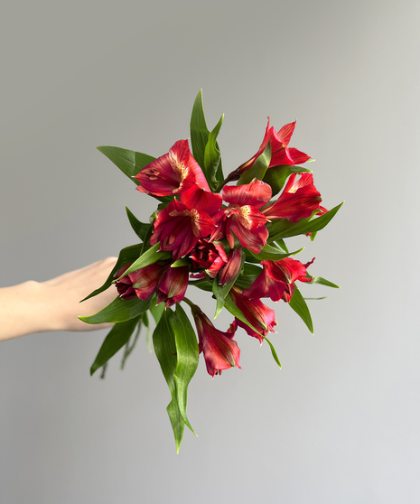 red alstroemeria on grey background