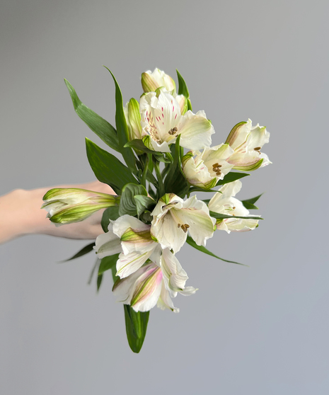 Alstroemeria White