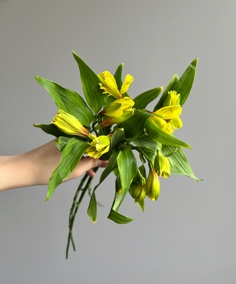 Alstroemeria Yellow