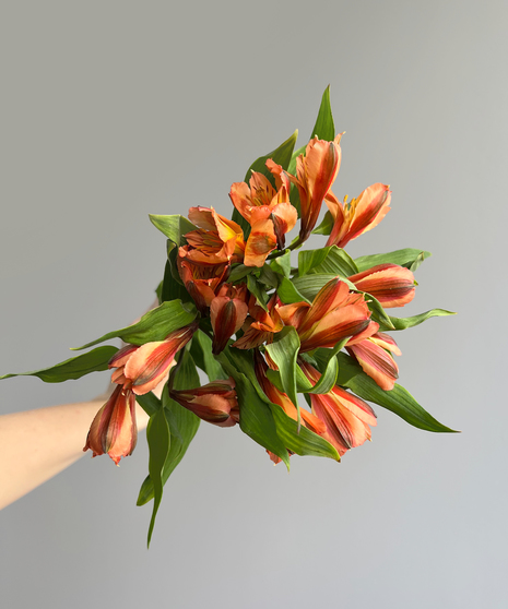 orange alstroemerias in hand on grey background