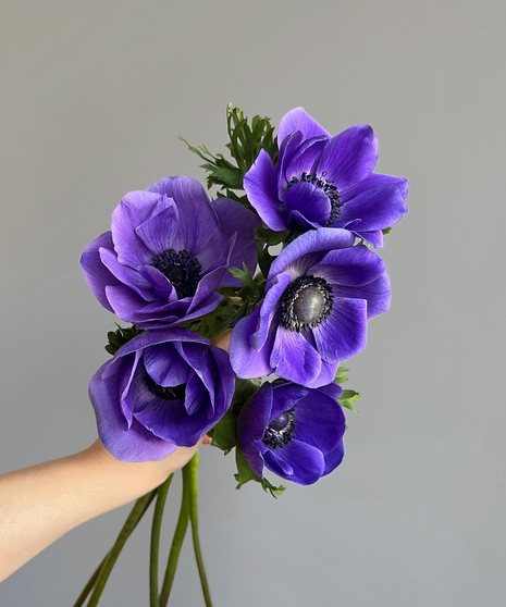 Anemone BLUE