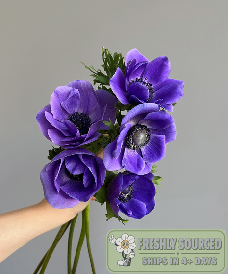 Anemone BLUE (1 bunch/10 stems)