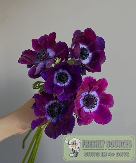 Anemone PURPLE (1 bunch/10 stems)