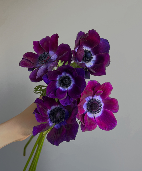 purple anemones held in hand on grey background