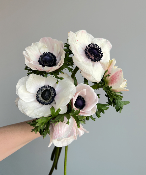 close up on anemones in white