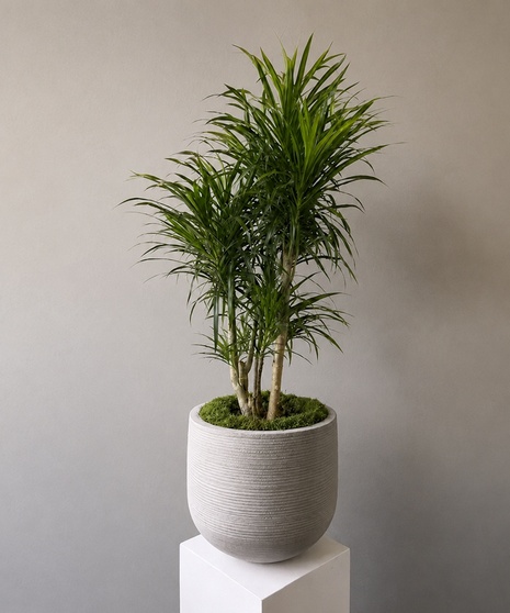Dracaena 