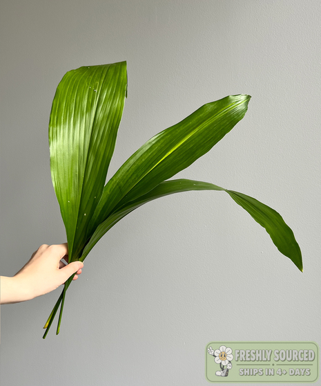 aspidistra held in hand on grey background