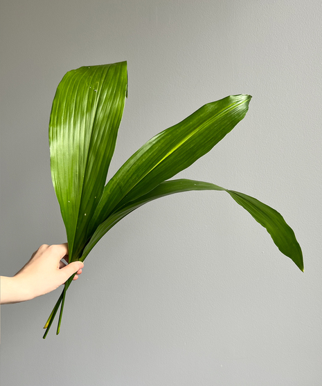 Aspidistra