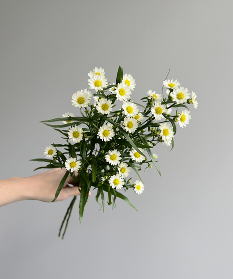 aster white flowers held in hand on grey background