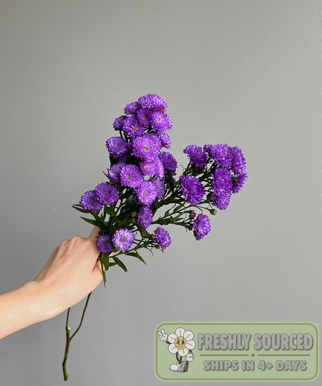 purple flowers held in hand on grey background