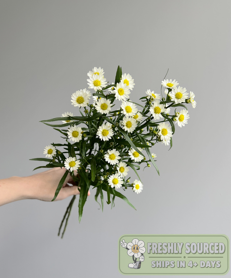 aster white flowers held in hand on grey background
