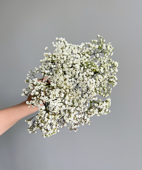 Baby's Breath, Baltimore - Owings Mills (MD) Bulk & DIY Flowers