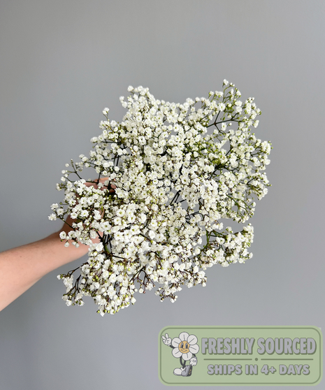 bunch of baby's breath in hand on grey background