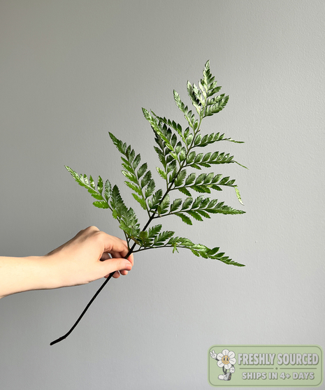 Baker Fern (1 bunch/ 20-25 stems)