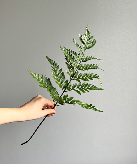 Baker Fern