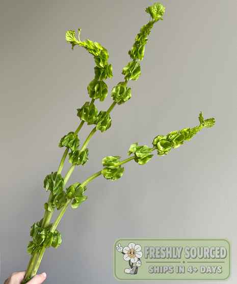 green bells of ireland in hand on grey background