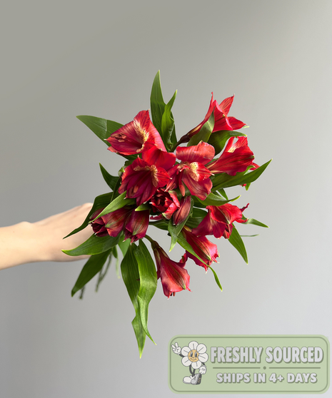 Alstroemeria Red (1bunch/10 stems)