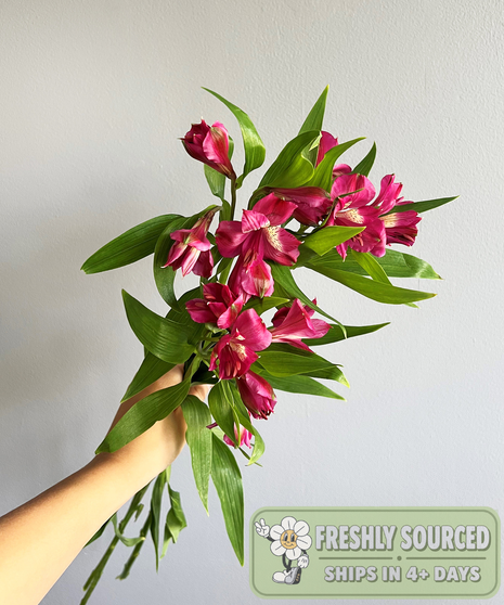 Alstroemeria Hot Pink (1 bunch/10 stems)