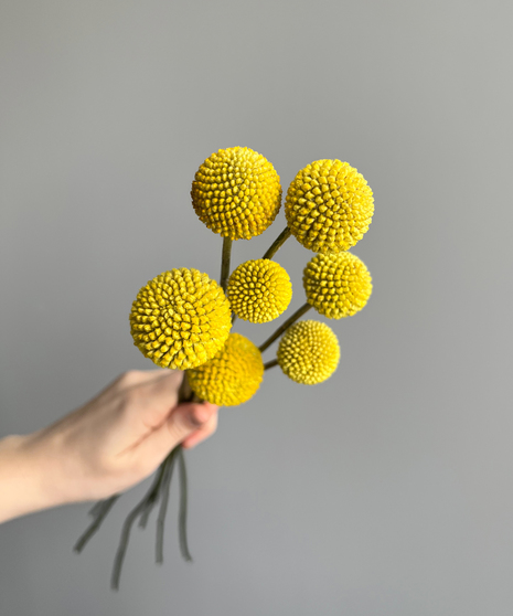 yellow billy balls in hand on grey background