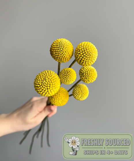 yellow billy balls held in hand on grey background