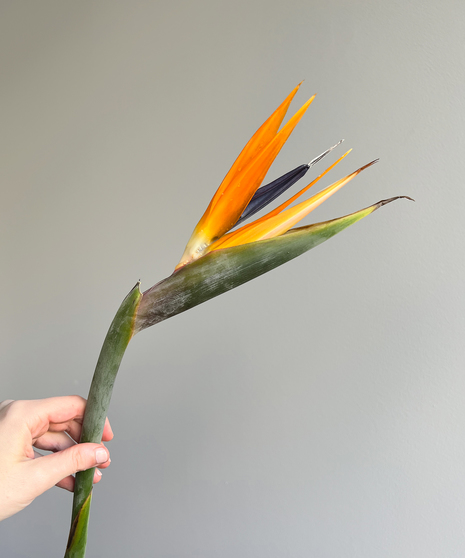 hand on grey background holding bird of paradise stem