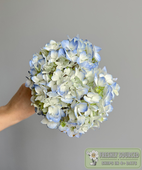 blue hydrangeas 