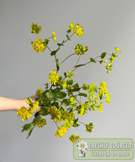 yellow buplerum held in hand on grey background