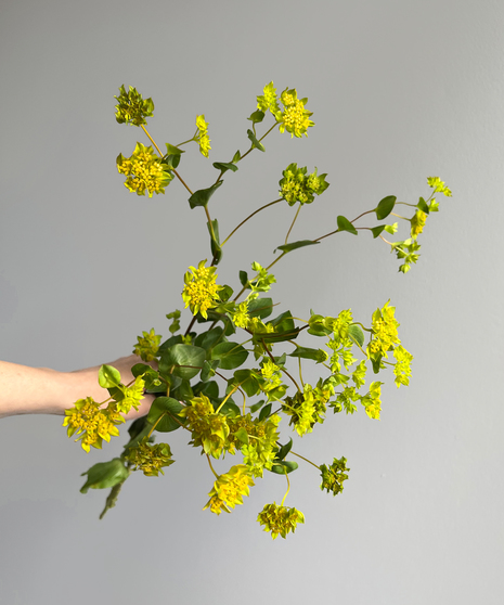 yellow bupleurum held in hand on grey background