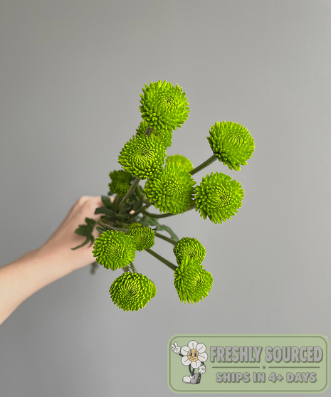BUTTON MUM (1 bunch/5-7 stems)
