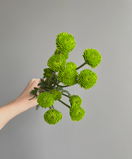 green button mums held in hand on grey background