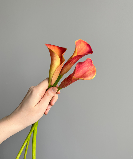 three calla lily stems in hand on grey background
