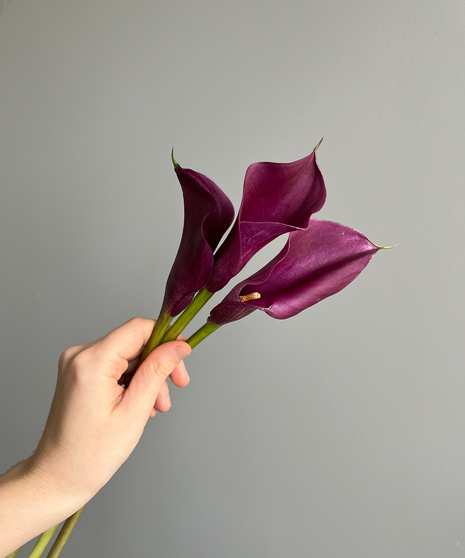 three calla lily stems in hand on grey background