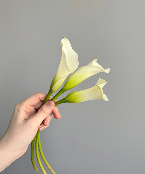three calla lily stems in hand on grey background