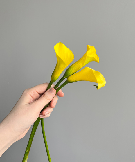 three calla lily stems in hand on grey background
