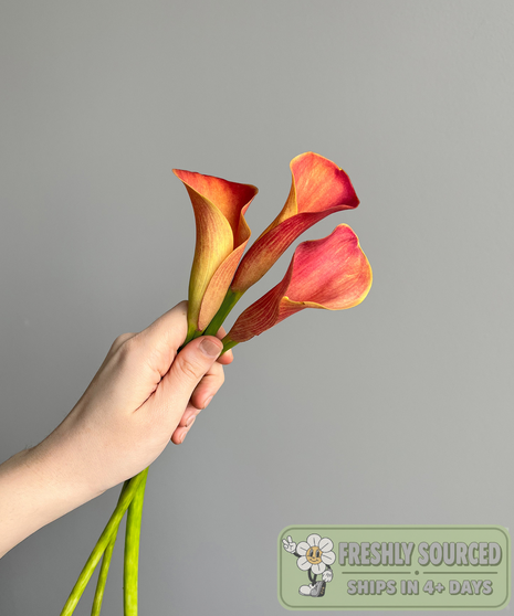 Mini Calla Lily Orange (1 bunch/10 stems)