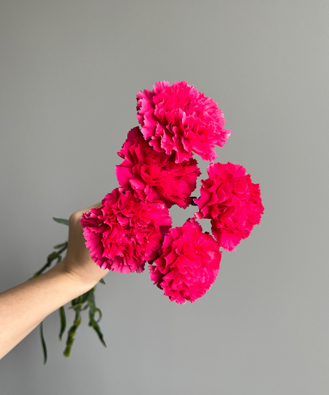 bunch of carnations held in hand on grey background