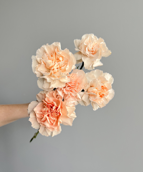 CARNATIONS Peach