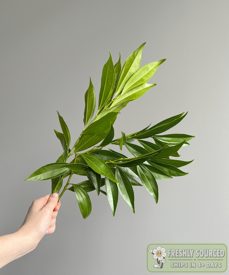 foliage held in hand on grey background