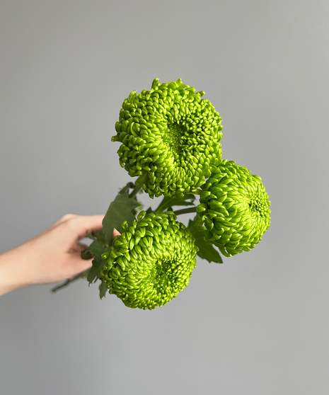 three green mums held in hand on grey background