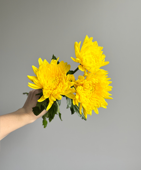 three yellow mums held in hand on grey-background